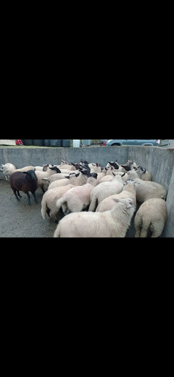 Ram lambs - Image 1