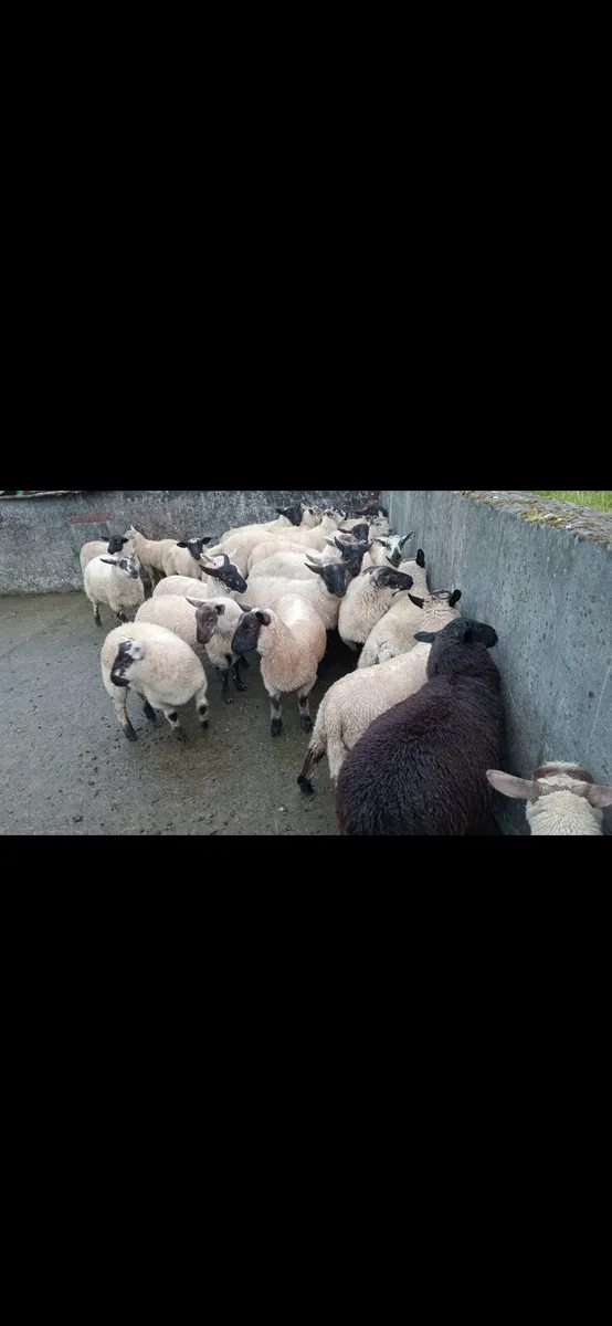 Ram lambs - Image 2