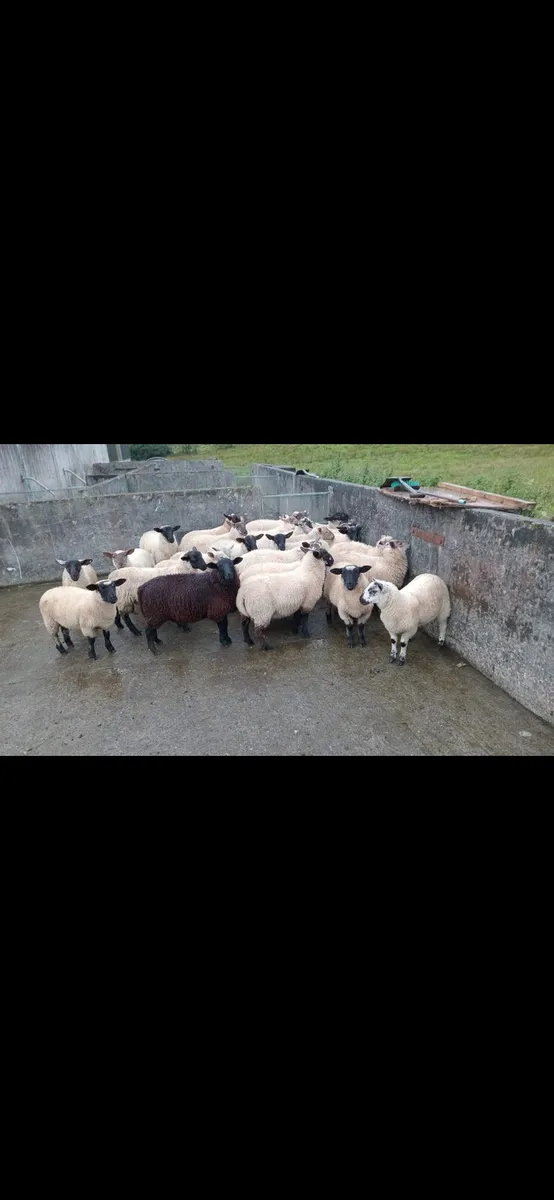 Ram lambs - Image 3