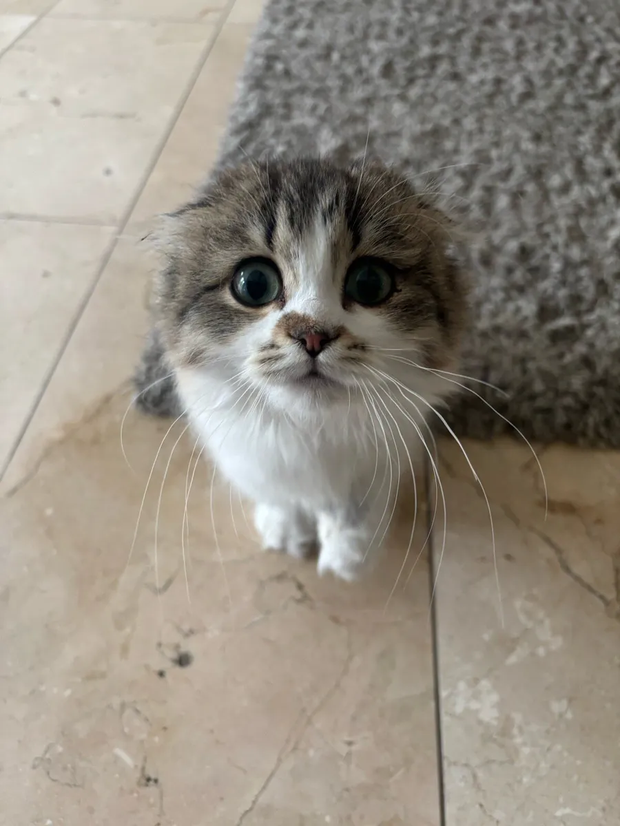 Scottish fold munchkin - Image 1