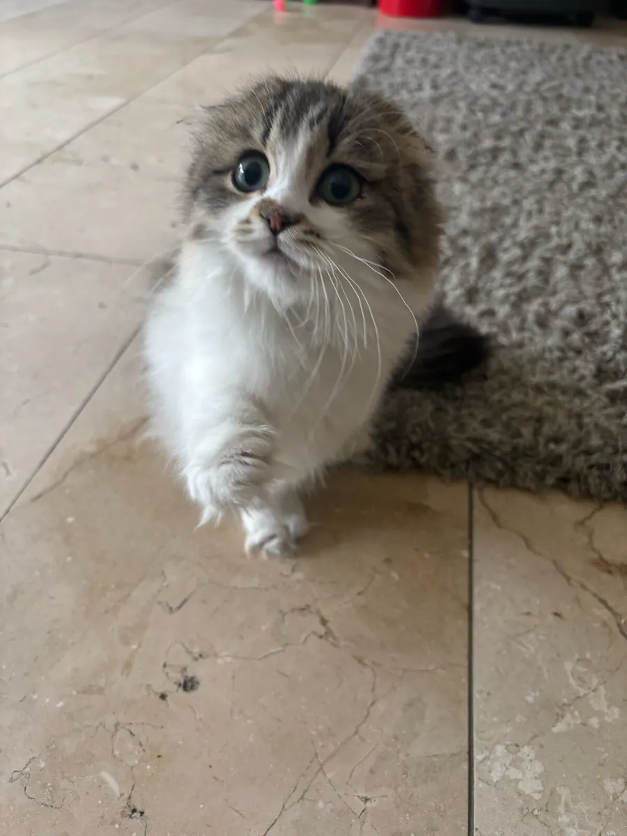 Scottish fold munchkin - Image 2