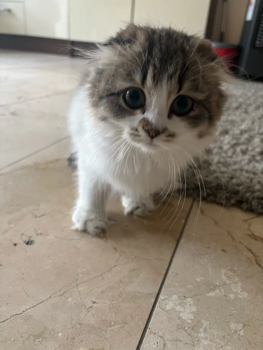 Scottish fold munchkin - Image 3