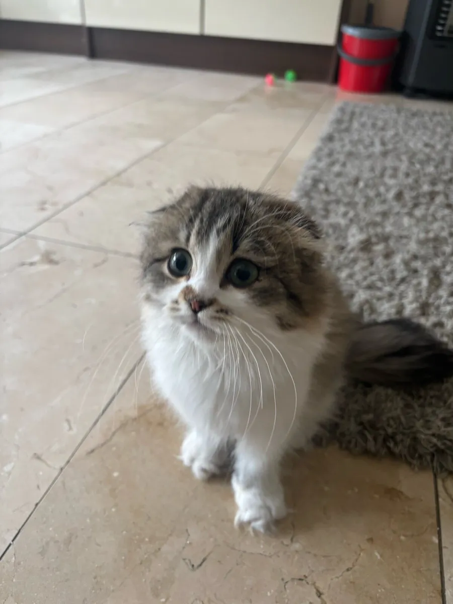Scottish fold munchkin - Image 4
