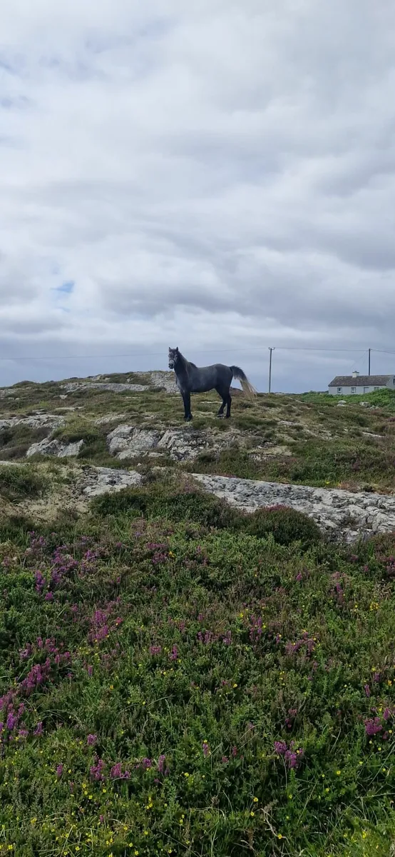 Conamara - Image 1