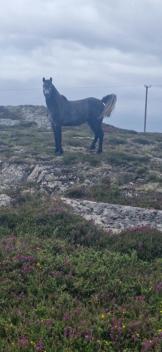 Conamara - Image 2