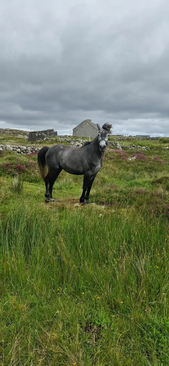 Conamara - Image 3