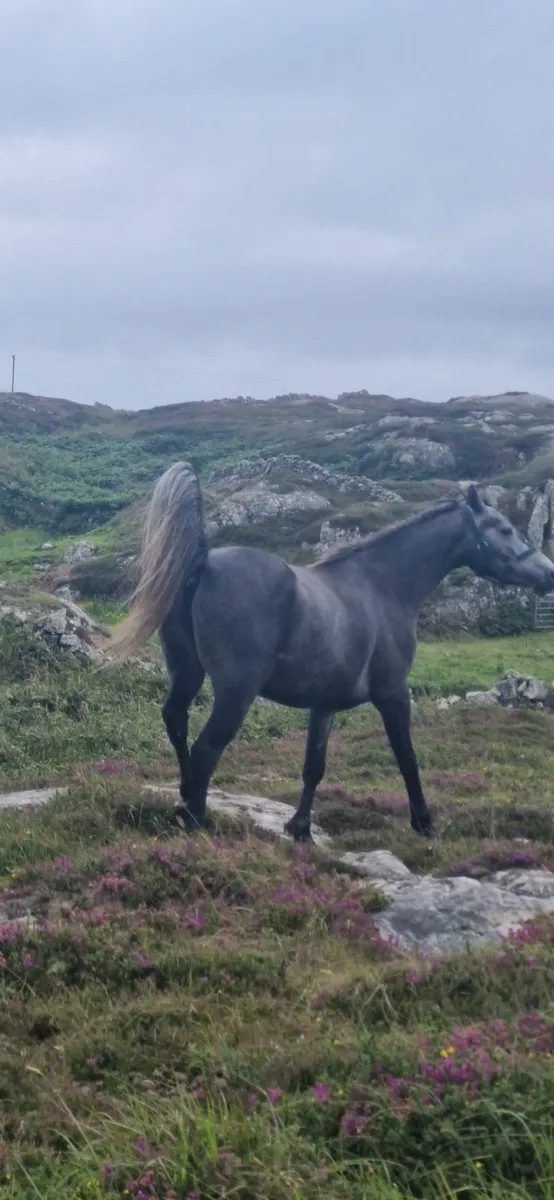 Conamara - Image 4