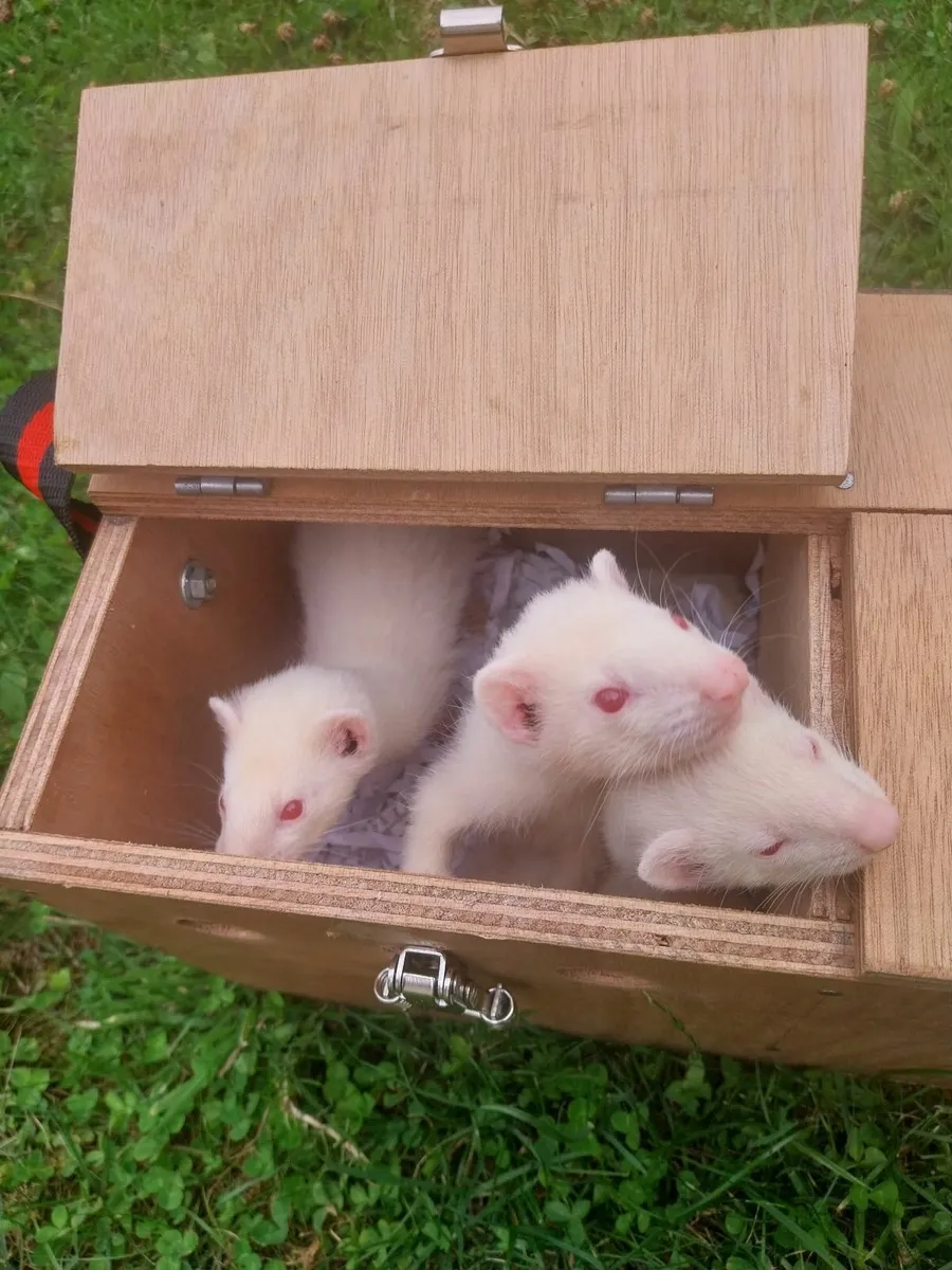ferrets - Image 2