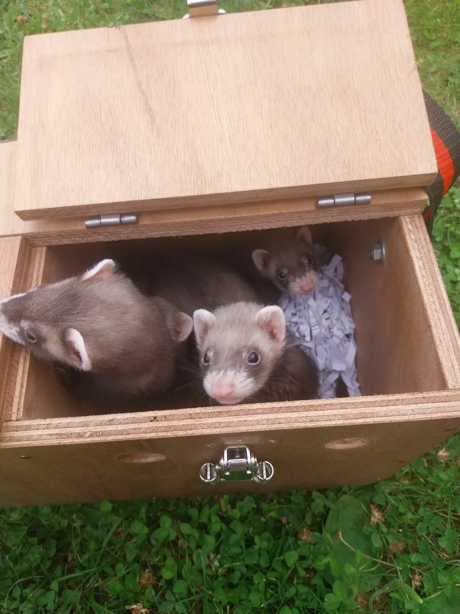 ferrets - Image 3