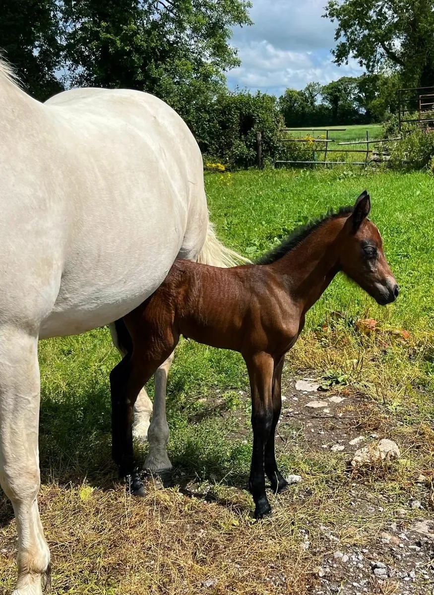 3 Year Old Dun Class 1 Full Connemara Filly - Image 2