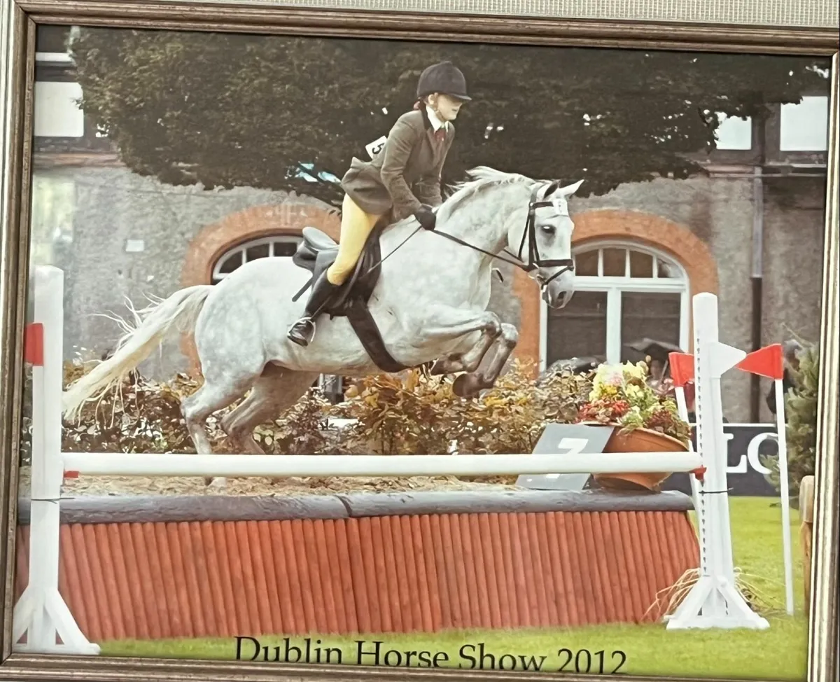 3 Year Old Dun Class 1 Full Connemara Filly - Image 3