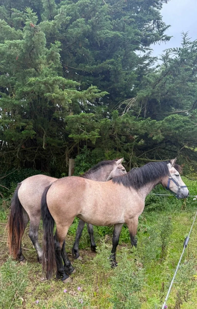3 Year Old Dun Class 1 Full Connemara Filly - Image 4