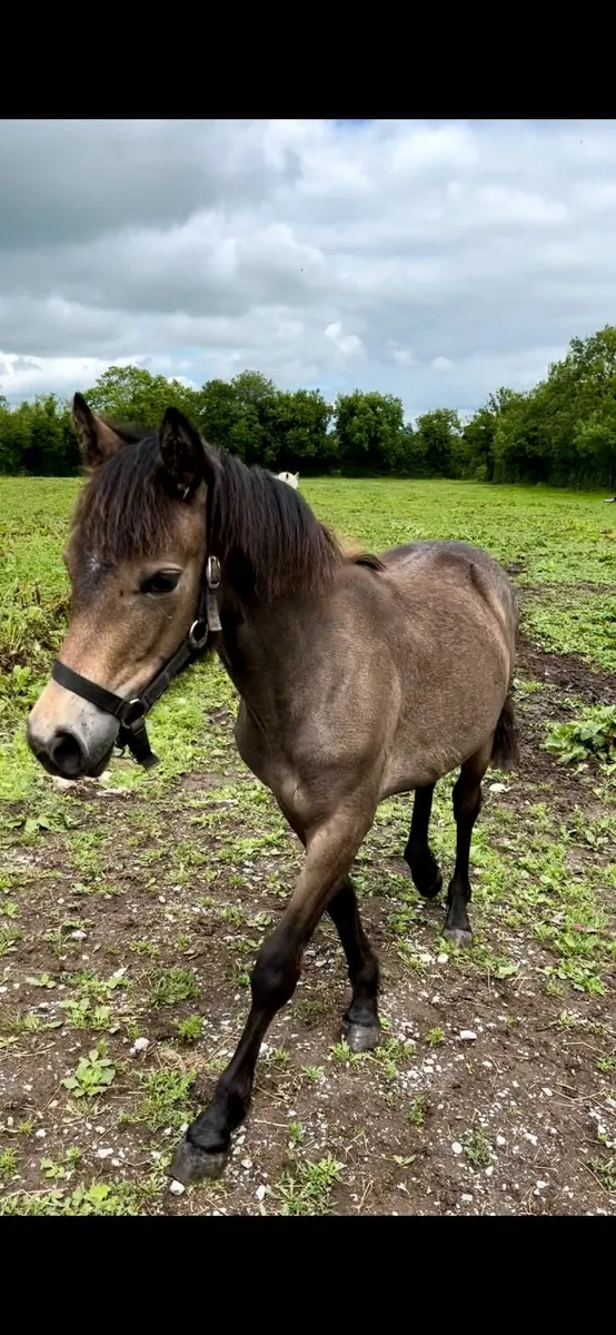 3 Year Old Dun Class 1 Full Connemara Filly - Image 1
