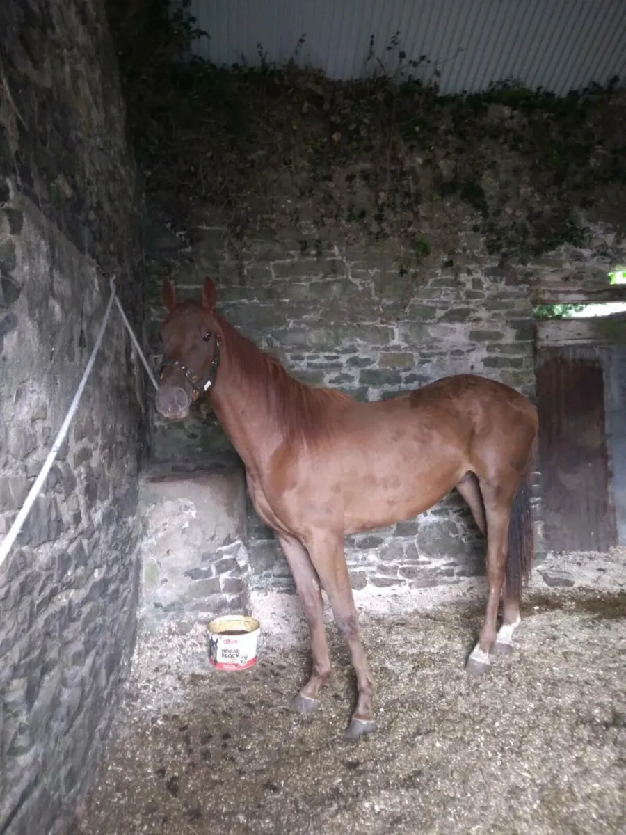 2 year old gelding - Image 1