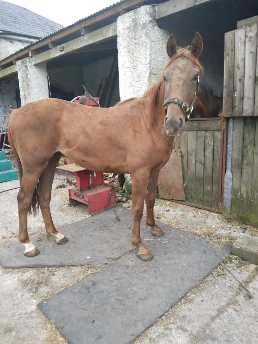 2 year old gelding - Image 2