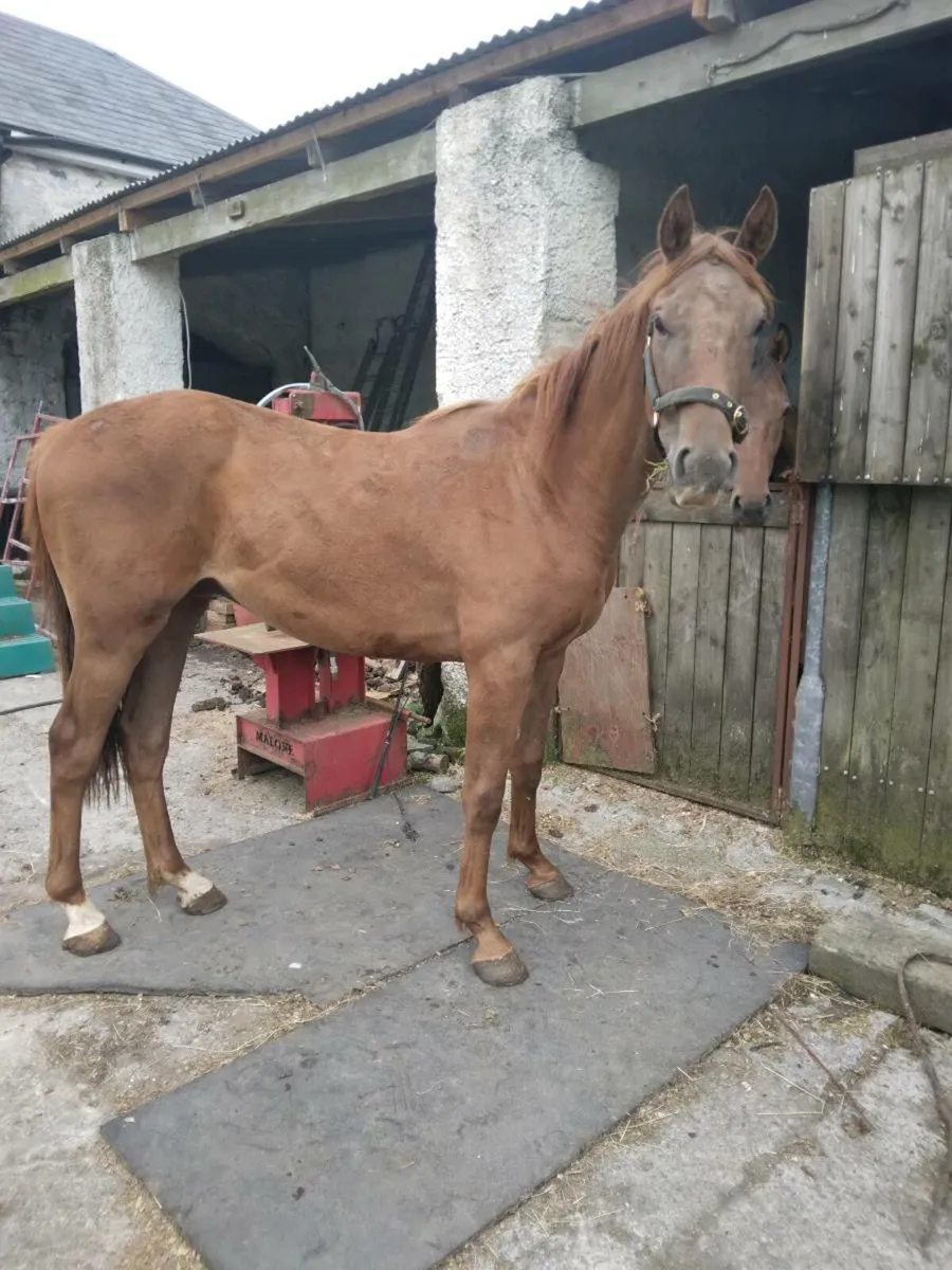 2 year old gelding - Image 3