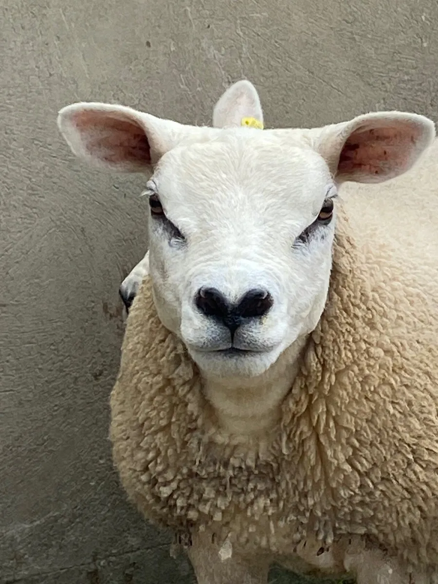 Purebred Texel hoggets - Image 2