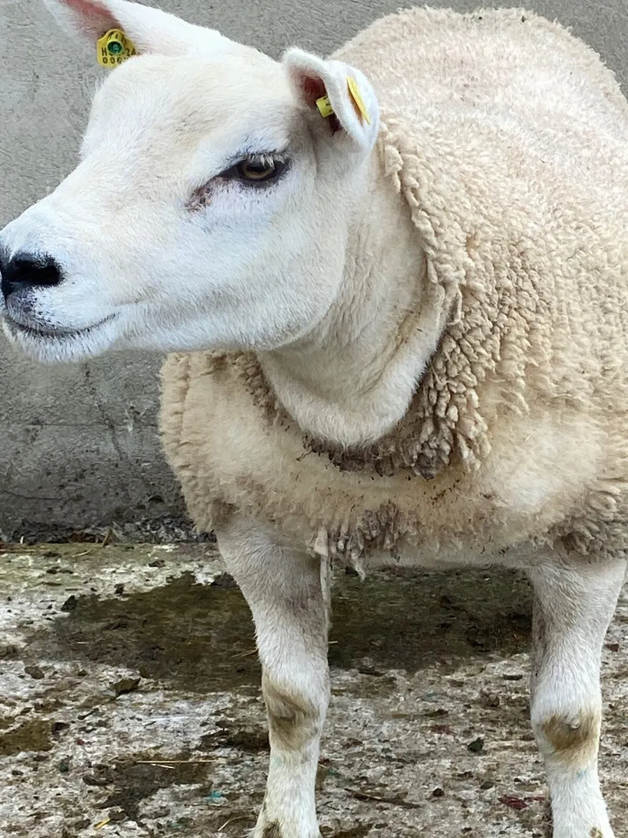 Purebred Texel hoggets - Image 1