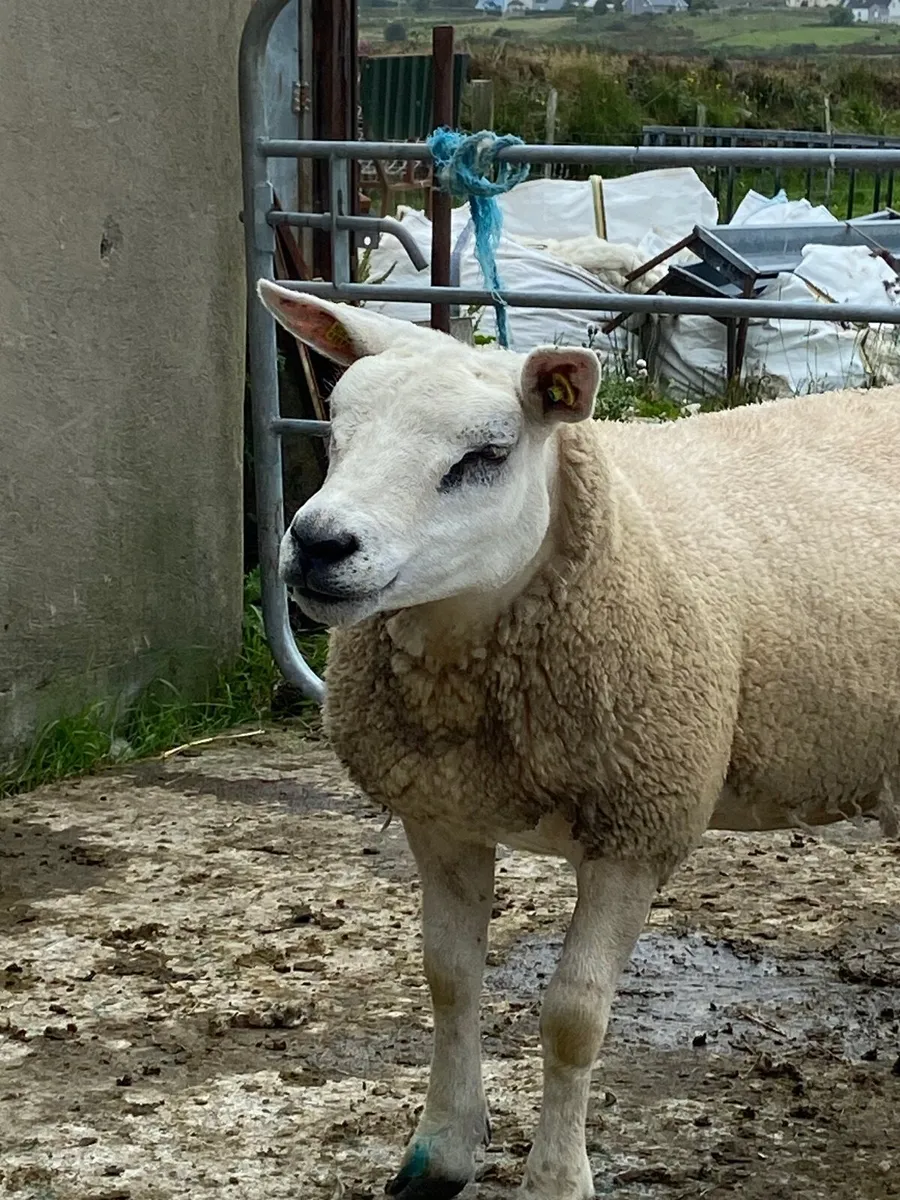Purebred Texel hoggets - Image 4