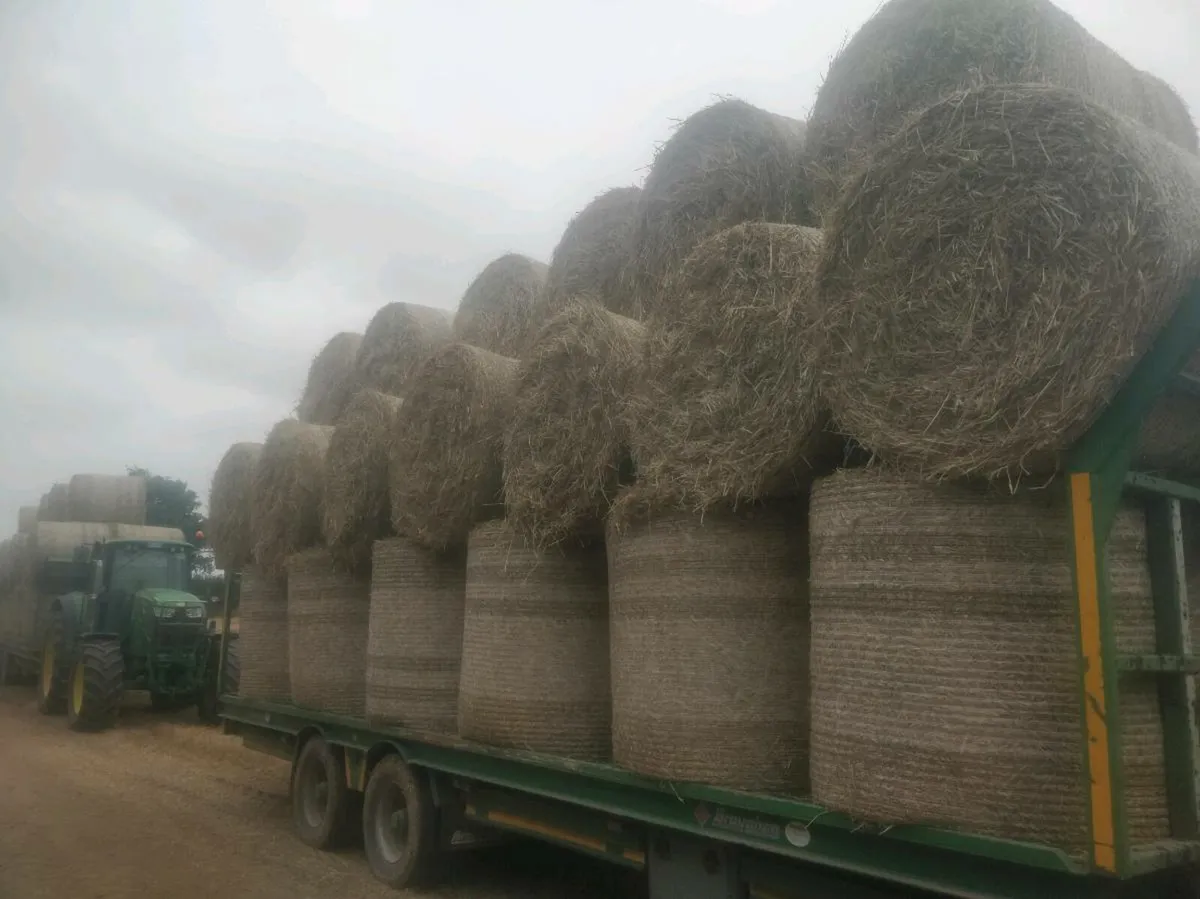 Wheaten straw - Image 3