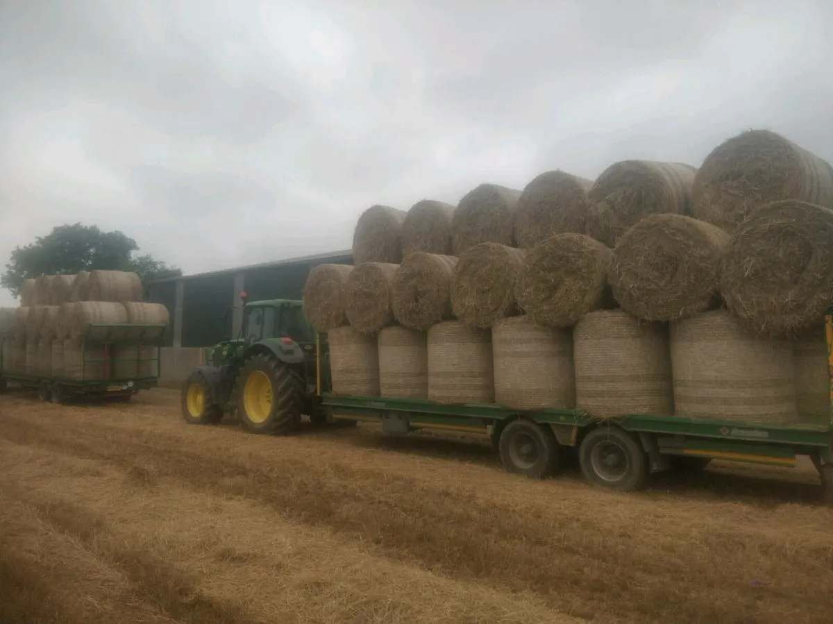 Wheaten straw - Image 1