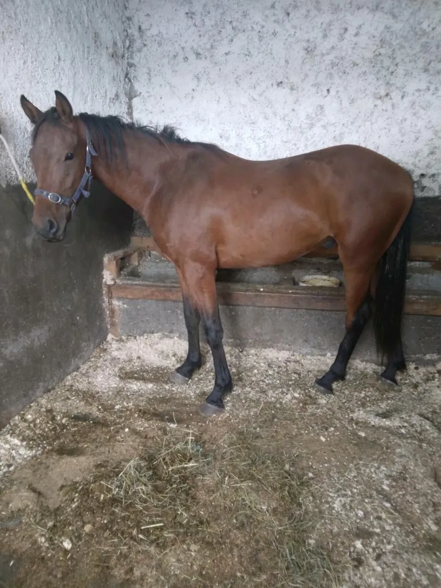 Gelding - Image 2