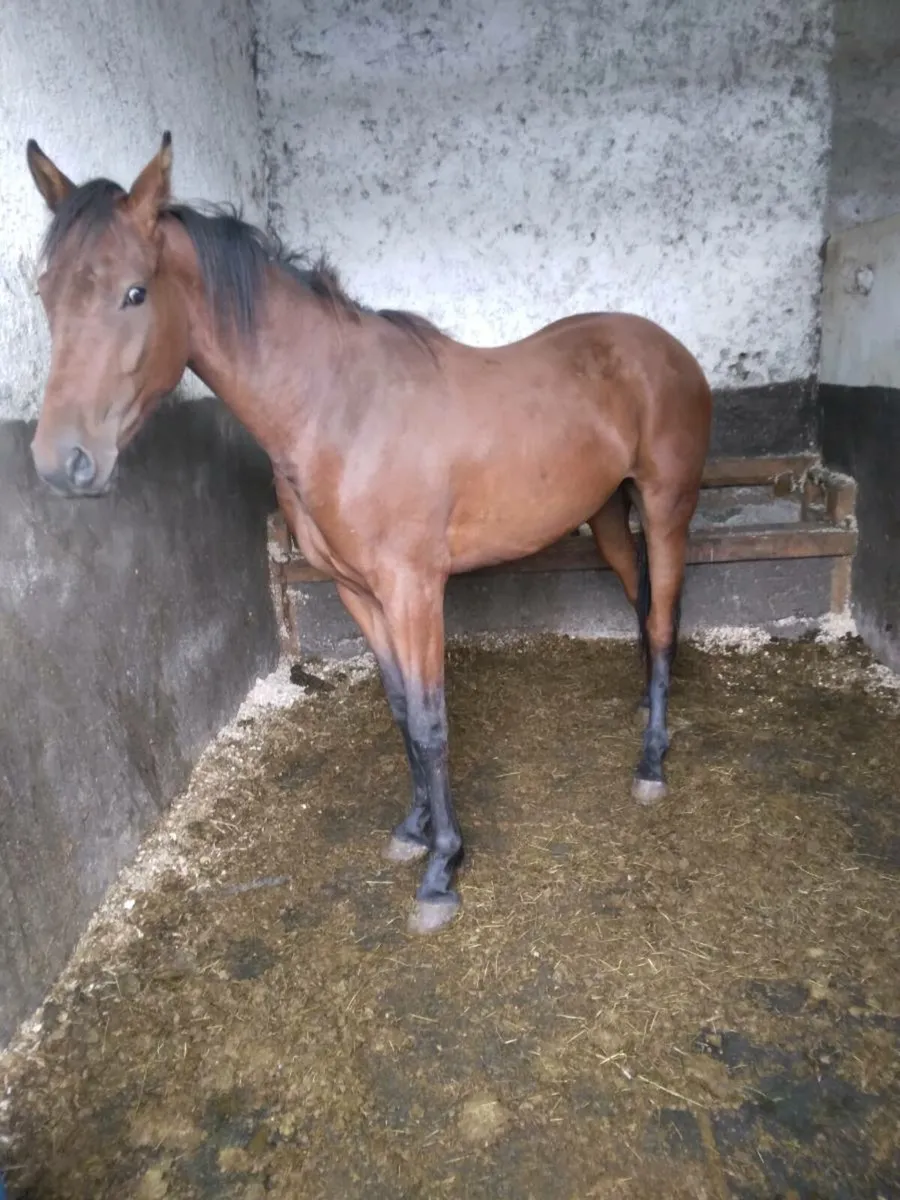 Gelding - Image 3