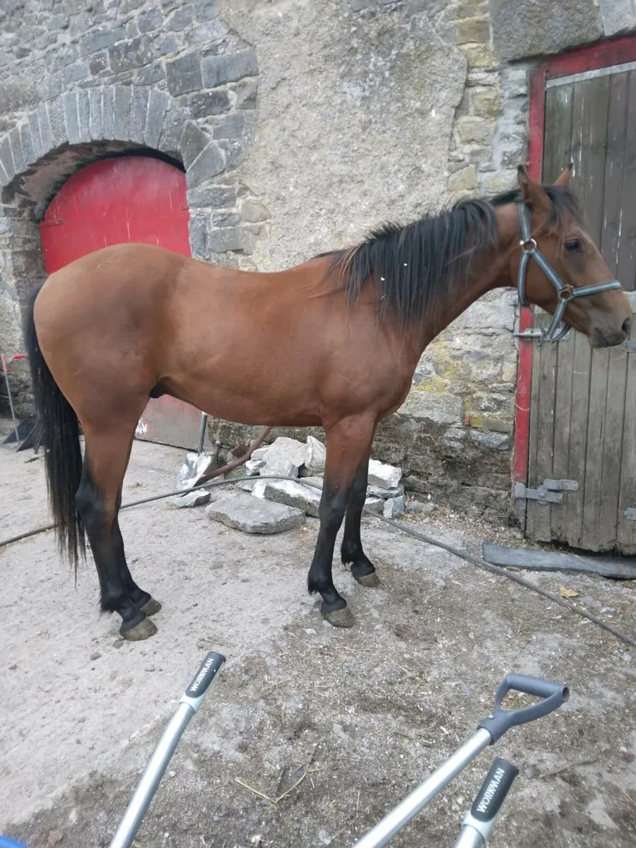 Gelding - Image 4