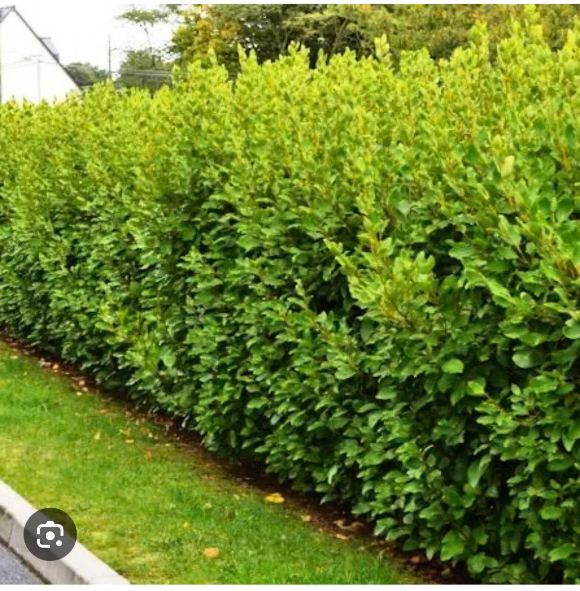 Griselinia Hedging Plants - Image 3