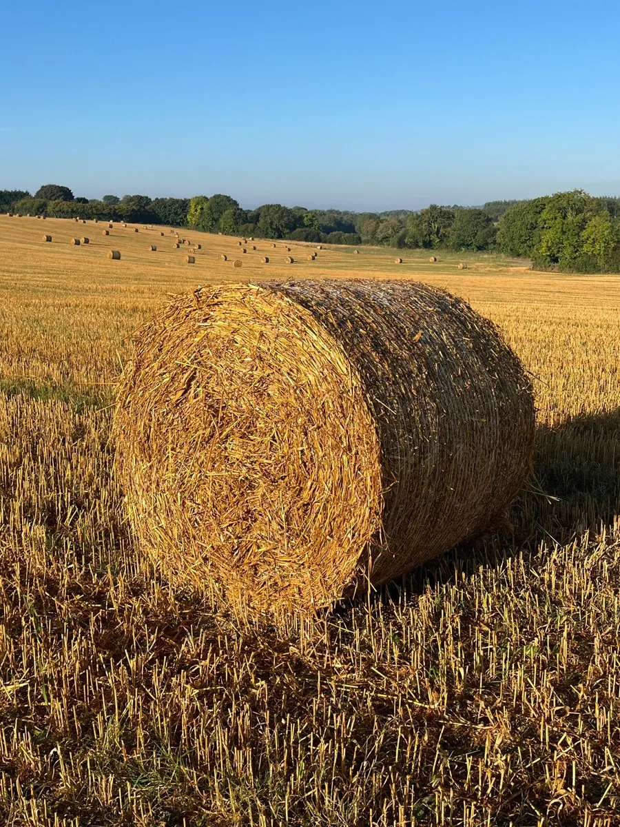 Oaten straw