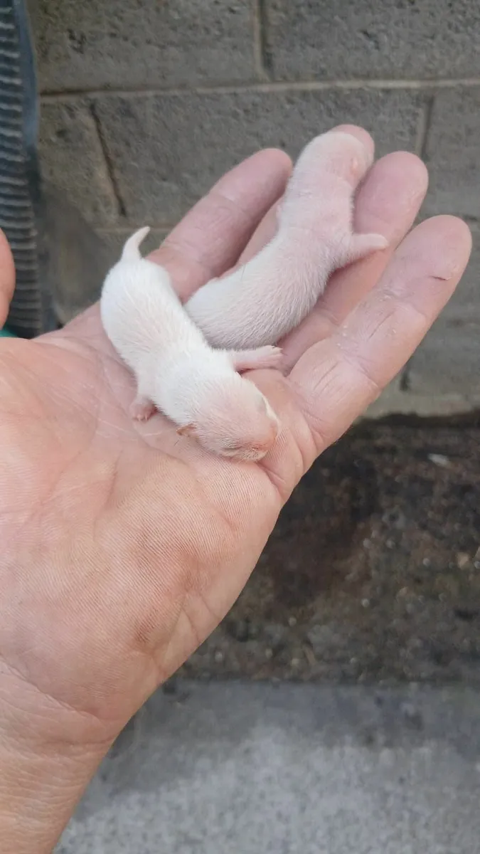 Ferret kits from working stock - Image 3