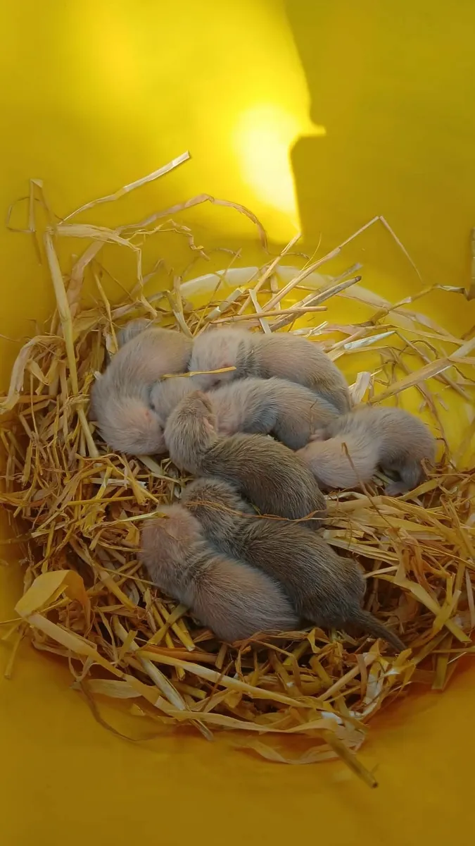 Ferret kits from working stock - Image 2