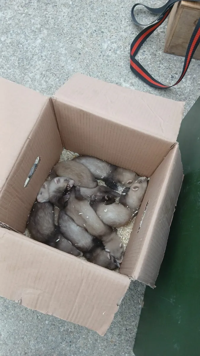 Ferret kits from working stock - Image 1