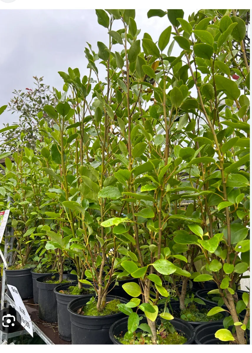 Griselinia Hedging Plants - Image 2