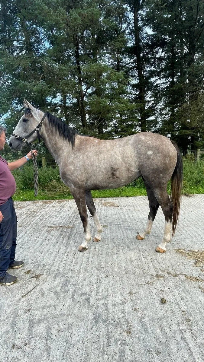 3yo NH Thoroughbred - Image 1