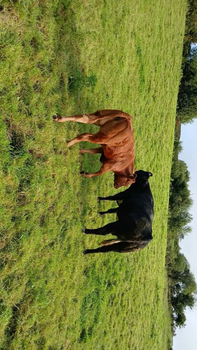 3rd calfer with March born calf and back in calf - Image 1