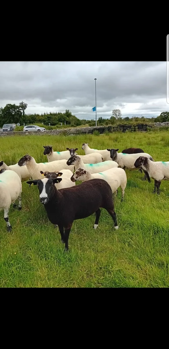 For Sale Mule Hoggets - Image 2