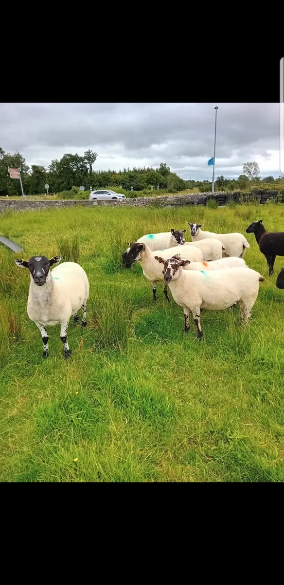 For Sale Mule Hoggets - Image 3