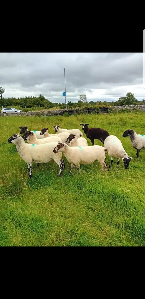 For Sale Mule Hoggets - Image 4