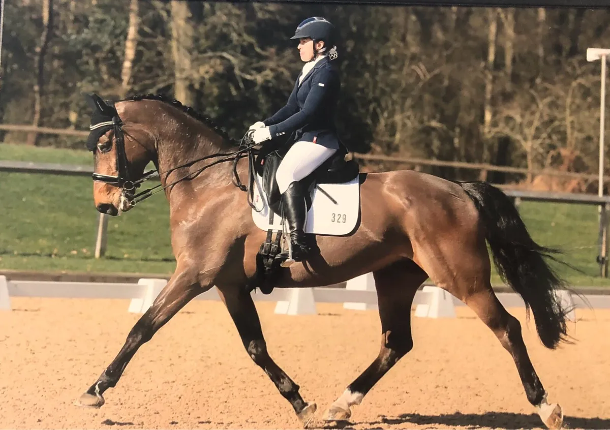 Dressage and SJ schoolmaster - Image 1