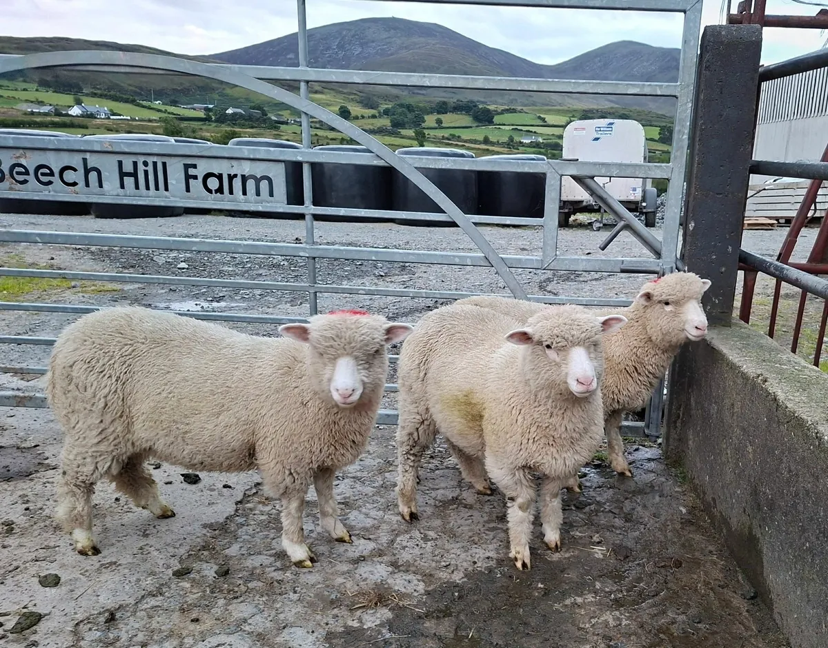 DORSET EWE LAMBS - Image 1