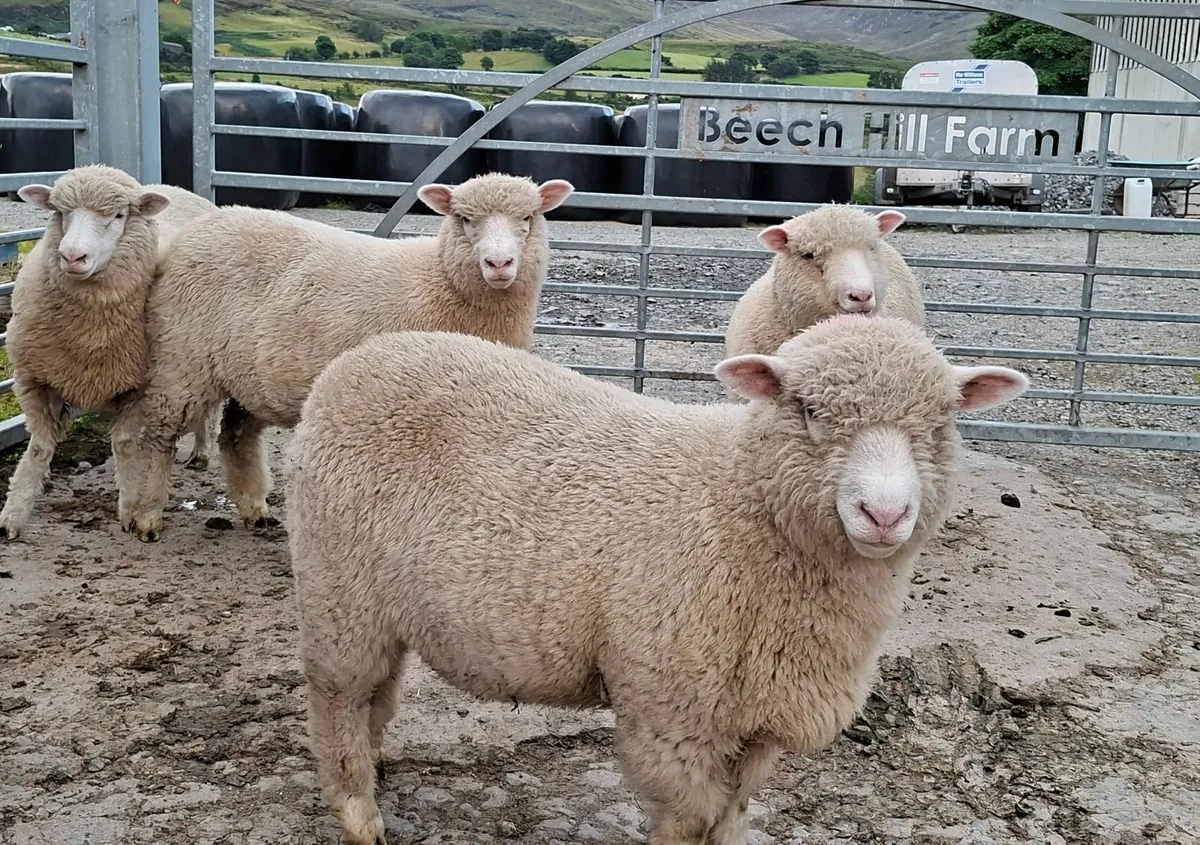 DORSET EWE LAMBS - Image 3