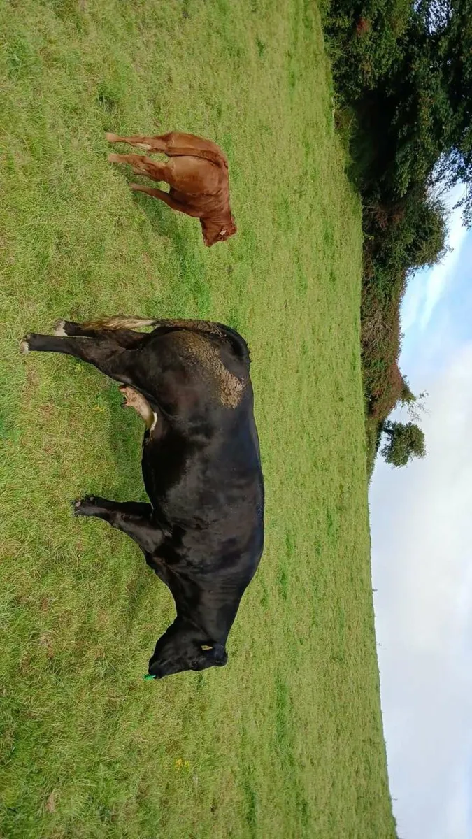 3rd calfer with March born calf and back in calf - Image 2