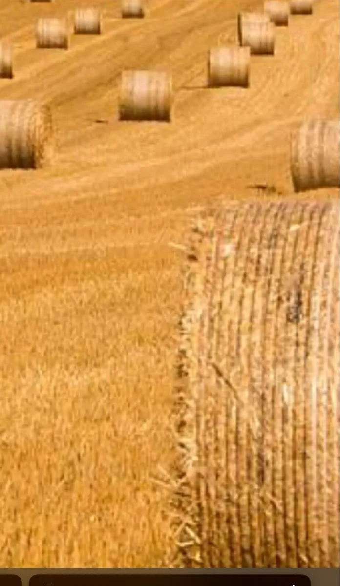 2025 barley and Wheaton straw for sale - Image 1