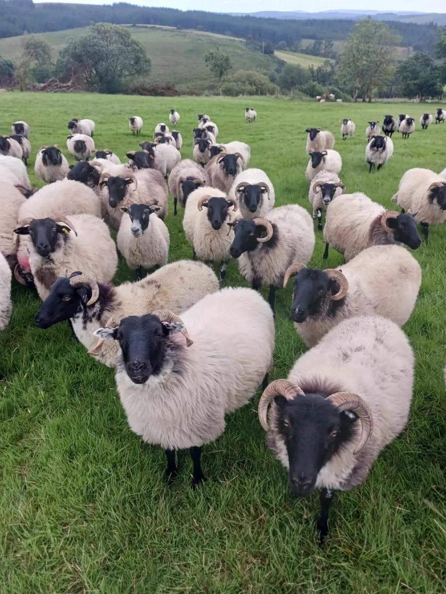 Large Choice of westie hogget ewes - Image 1