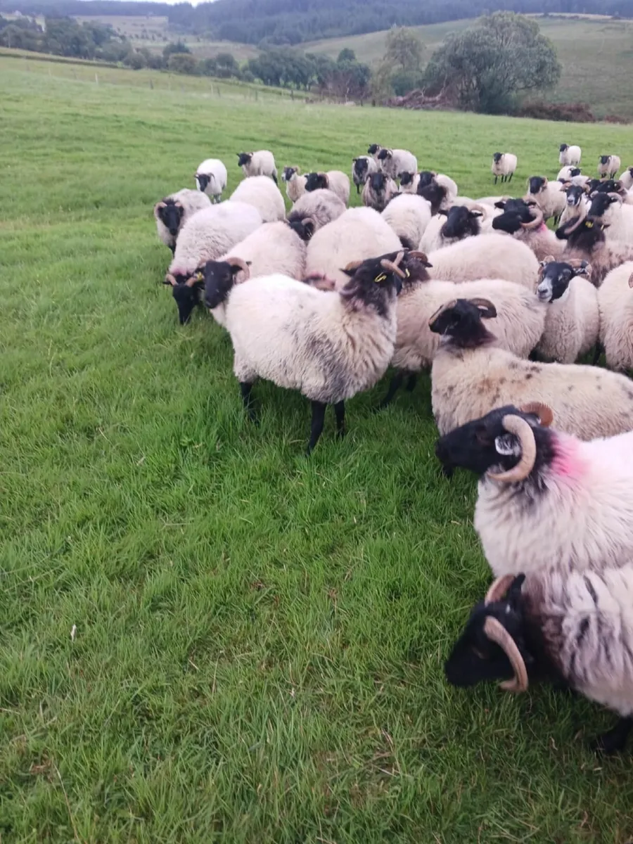 Large Choice of westie hogget ewes - Image 2