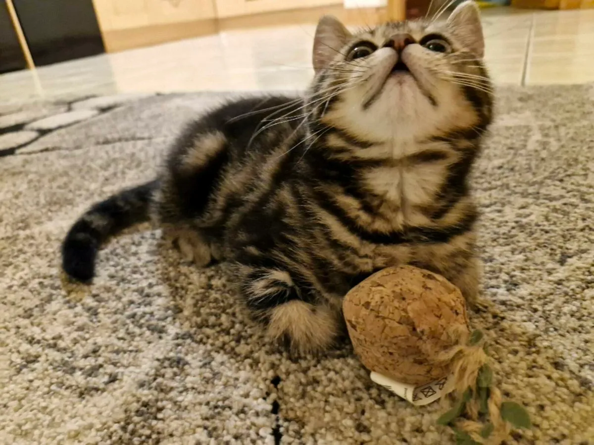 Golden Marble British Shorthair Kittens - Image 1