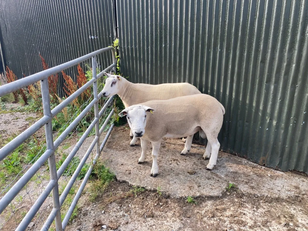 Texel shearling rams - Image 1