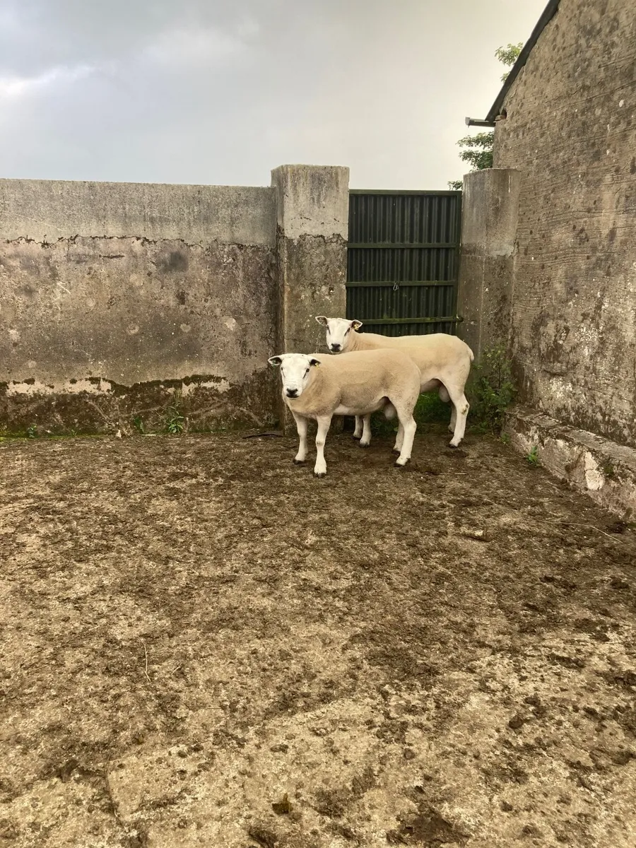 Texel shearling rams - Image 2