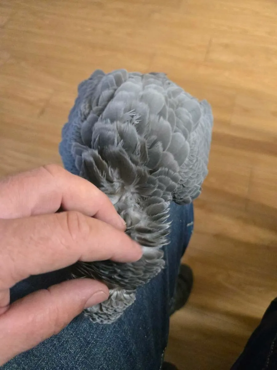 African Gray - Image 2